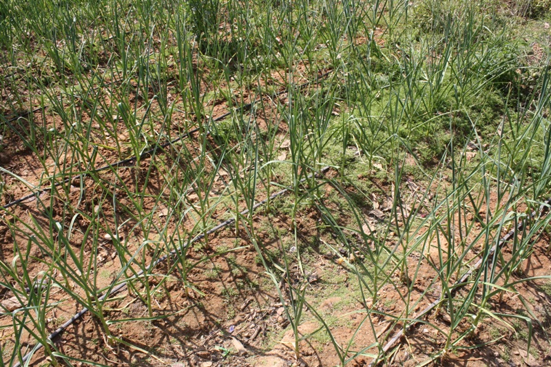 Agriculture / Horticulture